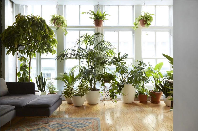 Houseplants